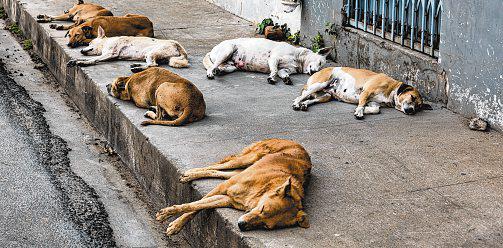 தெருநாய் தொல்லை: உடனடி தீர்வுகாண நீதிமன்றம் உத்தரவு