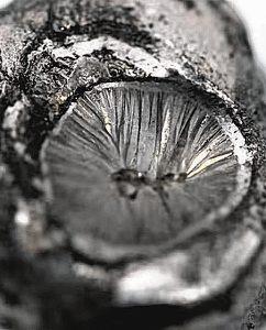 அரிய கனிமப் பொருள்: சீனாவின் கட்டுப்பாடுகளைச் சமாளிக்க இந்தியா திட்டம்