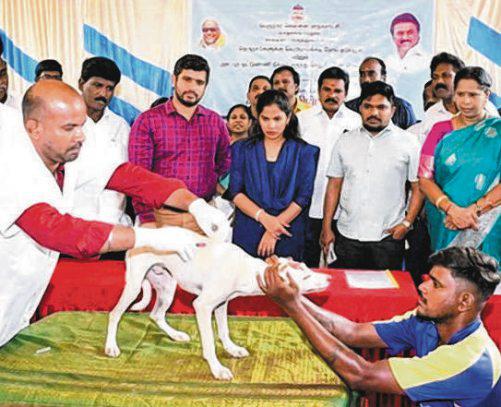 சென்னையில் 46,000 தெருநாய்களுக்குத் தடுப்பூசி