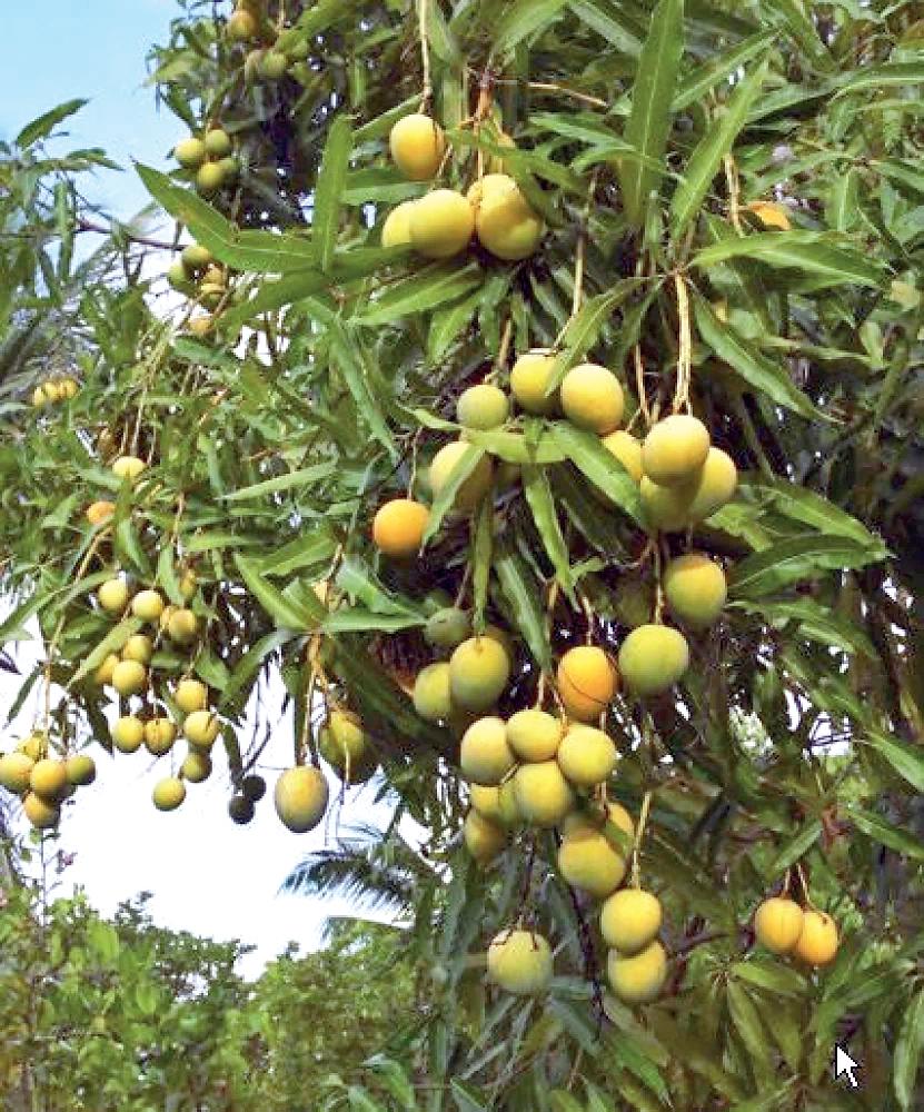 आम वाला ख़ास शहर