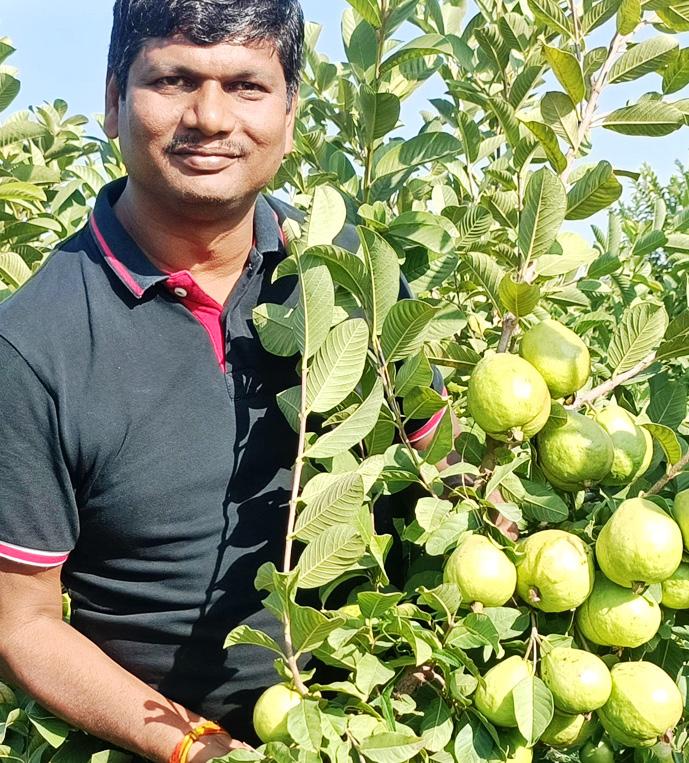 ख़ास है इन अमरूदों की मिठास