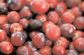Cranberry extracts could emerge as treatment for colon cancer
