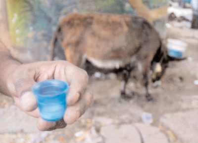 Can donkey milk substitute cow and breast milk?