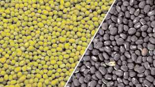 Centre to procure moong, urad from MP, UP to benefit farmers
