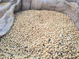 India’s Non-GMO Soy Sector Prepares for EUDR Compliance with Support from SOPA and TRSTOL