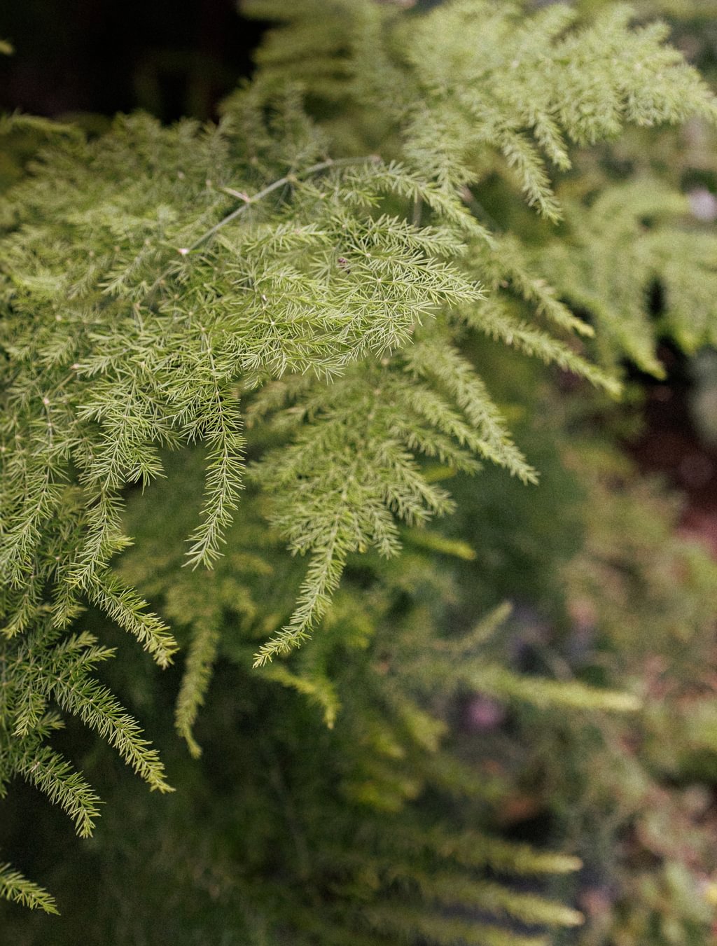 FUZZY FERN