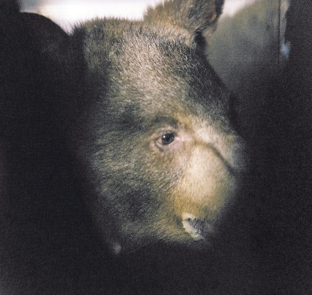 L.A. Residents Are Obsessed With Their B-List Neighbors