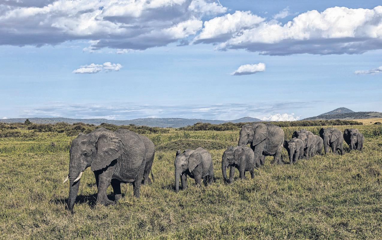 Maasai Sue to Close Ritz-Carlton Safari Camp