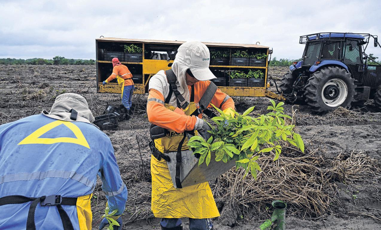 Bringing a Tech Mindset to a Brazilian Reforestation Project | The Wall ...