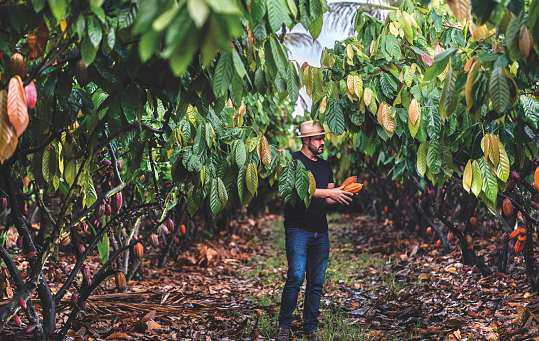 Cocoa market turmoil raises profile of old-school pod counters