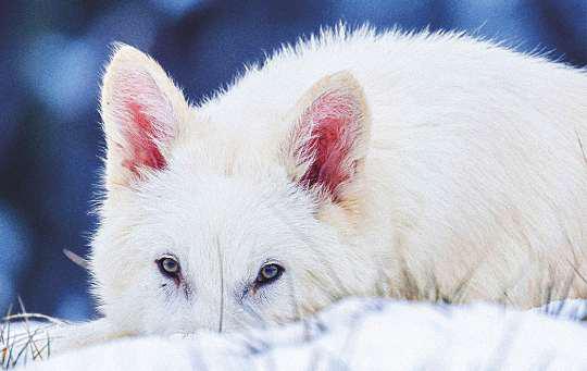 Biotech firm brings dire wolf back to life after 12,000 years