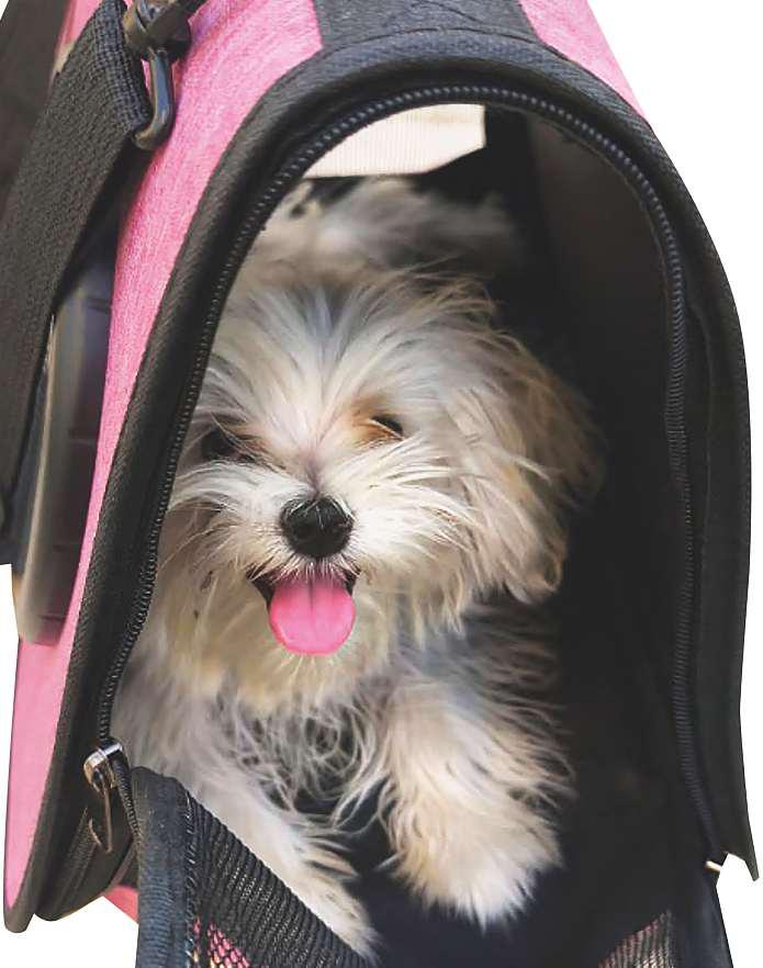 Keep calm and carry treats