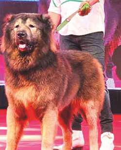 Breeder's Rs500 million wolfdog claim busted