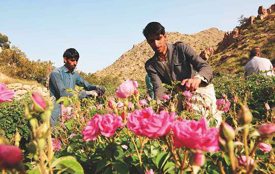 Saudi 'city of roses' offers fragrant reminder of desert's rare beauty
