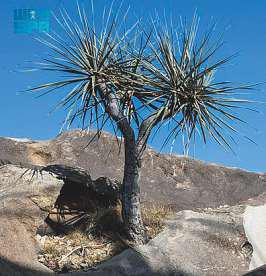 Ancient tree valued for medical benefits reappears in Saudi Arabia