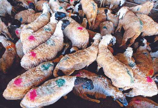 Watch out for fake livestock ads, charity scams this Eid