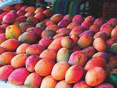 Mango festival at Expo Khor Fakkan on June 27-29