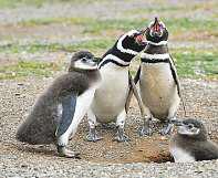 BJP legislator wants local names for penguins