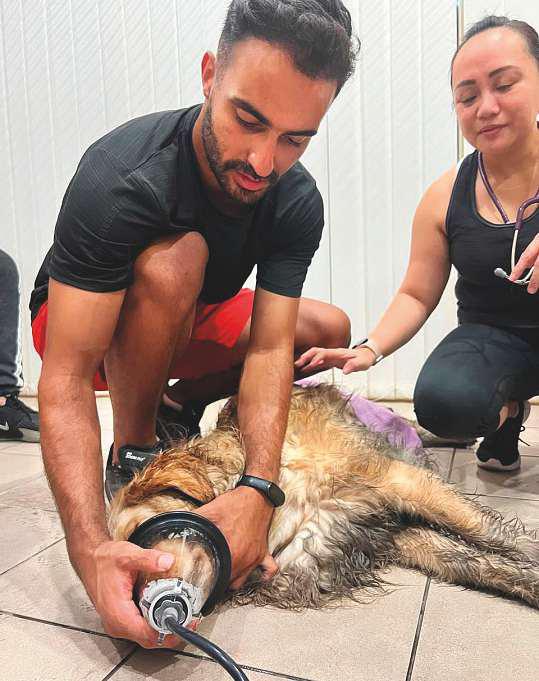 Dubai Marina fire: How golden retriever trapped for 27 hours in flat was rescued