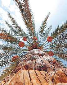 Carve palm trunks into art, win prizes at Liwa Festival