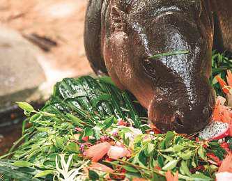 Thousands turn up for baby hippo’s 1st birthday