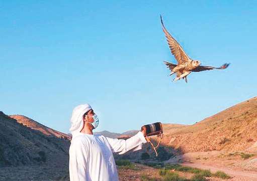 UAE releases 81 falcons in Kazakhstan habitat