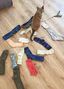 Meet Leonardo da Pinchy: A cat turned laundry thief
