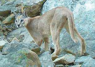 Rare Arabian lynx sighted in Fujairah