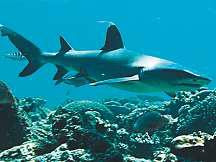 Pakistan moves to save its vanishing sharks
