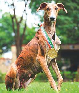 BSF to showcase 1st Indian breed dog contingent at Gujarat parade