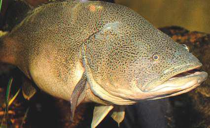 This Murray cod swam 860km, smashing records