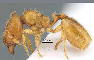 Rare 'soldier' ant species found in Sharjah