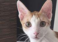 Dh3,000 reward to find cat missing for 45 days