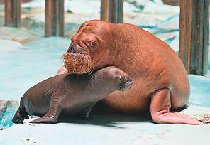 Region’s first walrus calf born at SeaWorld Abu Dhabi