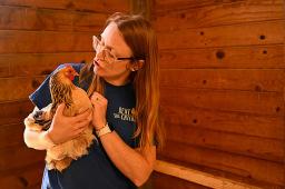 Rent The Chicken: Rising egg prices prompt hen hires in the US