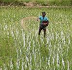 Odisha signs MoUs with four corporations to boost farmer support in 2025-26