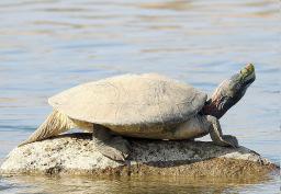 Asia's most endangered turtle species returns to Ganga in landmark conservation effort