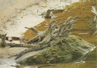 Gharial breeding recorded for fifth year in a row in Odisha's Mahanadi