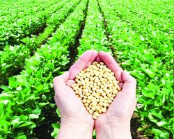 Maharashtra soybean cultivation area drop by 2 lakh hectares
