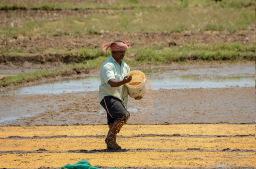 Odisha faces crisis of quality paddy seeds as OSSC short of target