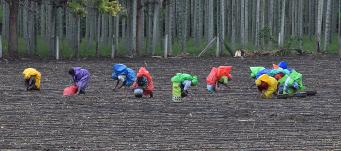 Centre raises paddy MSP by 3 per cent, pulses, oilseeds by up to 9 per cent for 2025-26 kharif season