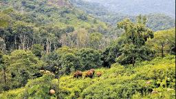 Odisha to formulate new agroforestry policy on decarbonisation
