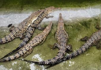 Week-long celebration in Odisha as crocodile conservation turns 50