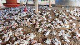 Bird flu outbreak confirmed in Odisha's Puri district, over 6,000 poultry to be culled