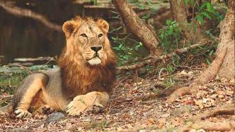 Three lion cubs dead, six isolated: Amreli scare fuels fresh worry over Gujarat's lion losses