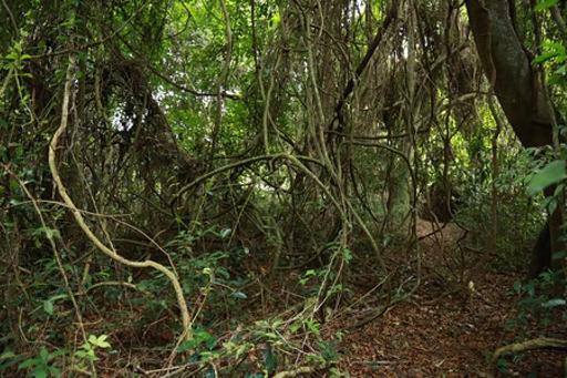 India launches National Red List Assessment to document flora, fauna by 2030