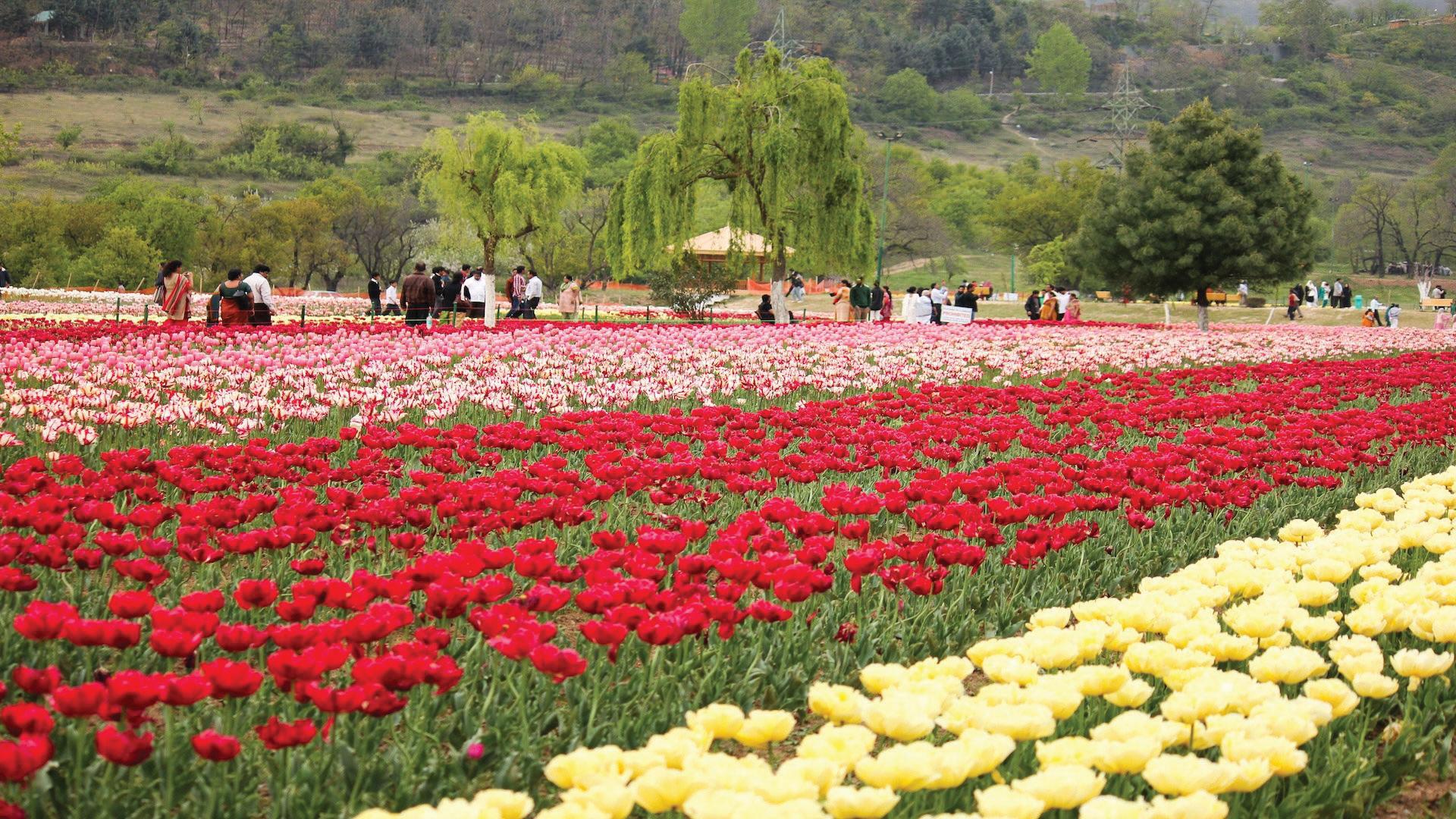 TULIP GARDEN: Where Flowers Bloom and Life Flourishes