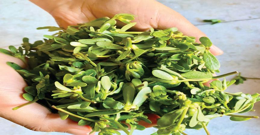 Nunar (Kashmiri Purslane): A Culinary Herb and Traditional Remedy