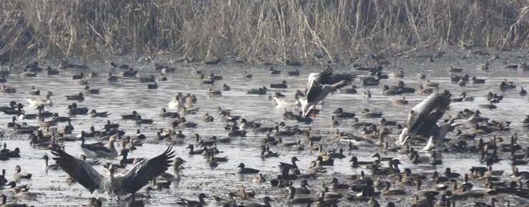 Over 6 lakh migratory birds arrive in Kashmir wetlands, more expected