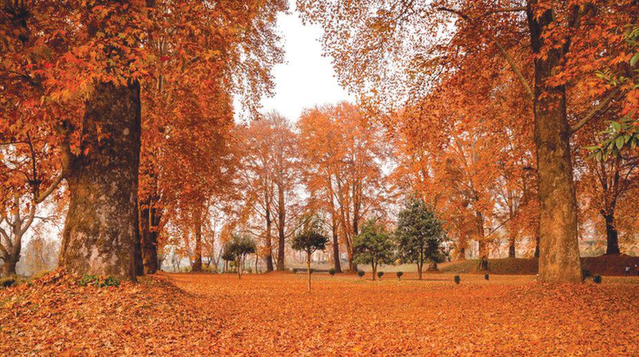 Autumn magic transforms Kashmir into golden paradise